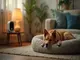 tipps-zur-nutzung-von-white-noise-for-dogs-im-alltag-deines-hundes