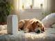 white-noise-hund-stressreduktion-und-schlafhilfe-fuer-deinen-liebling